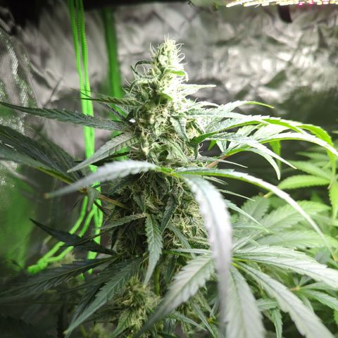 HulkBerry Automatic growlog timeline photo