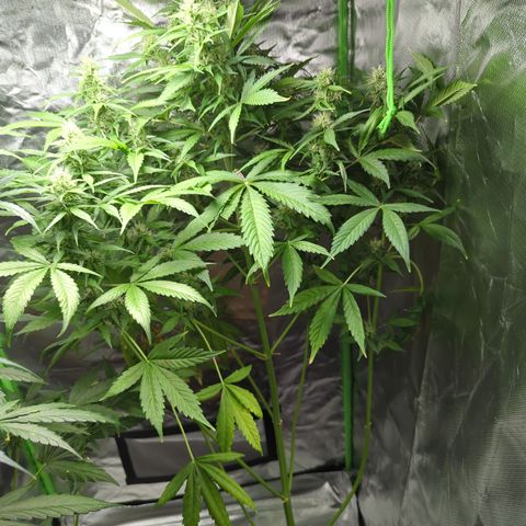 Cookies Gelato Automatic growlog timeline photo