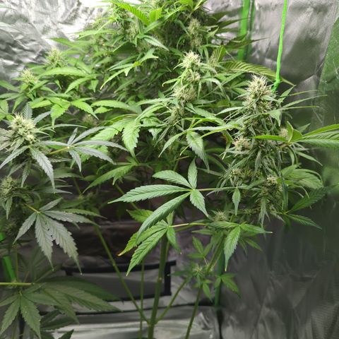 Cookies Gelato Automatic growlog timeline photo