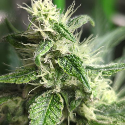 HulkBerry Automatic growlog timeline photo