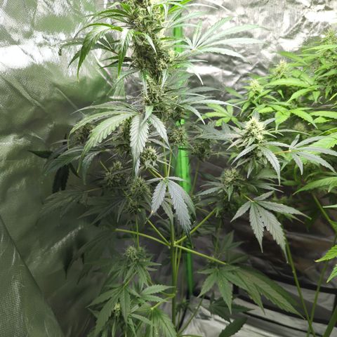 HulkBerry Automatic growlog timeline photo