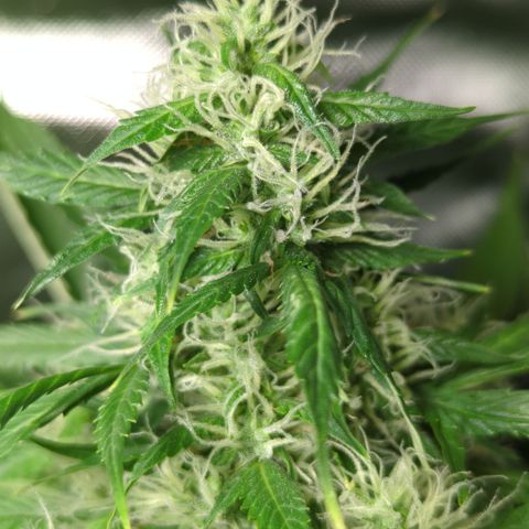 Cookies Gelato Automatic growlog timeline photo