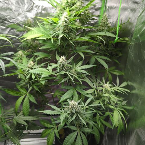 Cookies Gelato Automatic growlog timeline photo