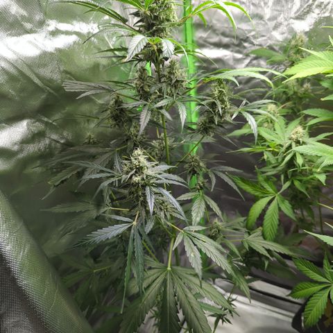 HulkBerry Automatic growlog timeline photo