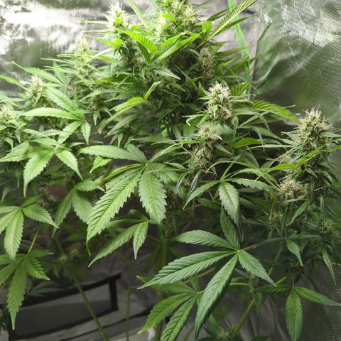Cookies Gelato Automatic growlog timeline photo