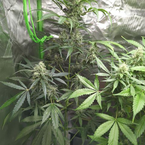 HulkBerry Automatic growlog timeline photo