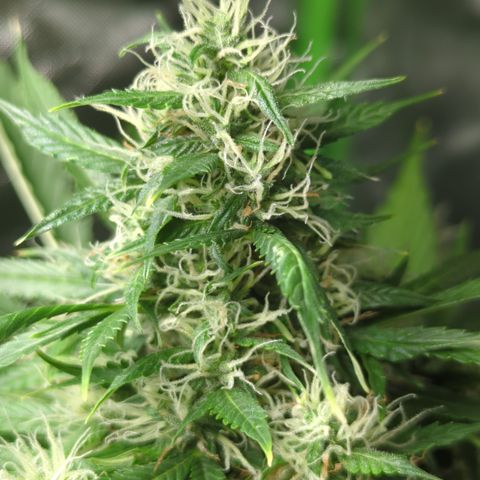Cookies Gelato Automatic growlog timeline photo