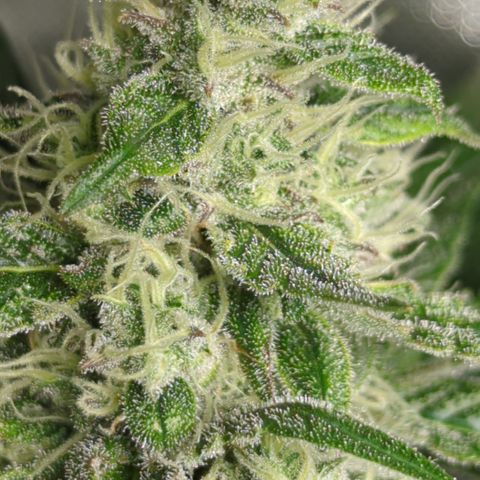 HulkBerry Automatic growlog timeline photo