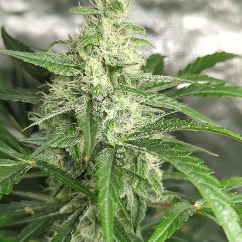 HulkBerry Automatic growlog timeline photo