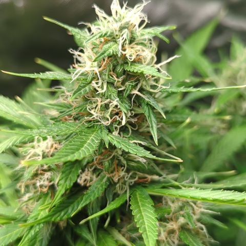 Cookies Gelato Automatic growlog timeline photo