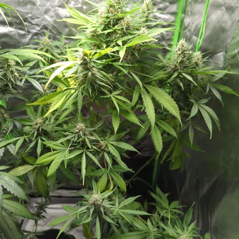 Cookies Gelato Automatic growlog timeline photo