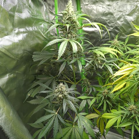 HulkBerry Automatic growlog timeline photo