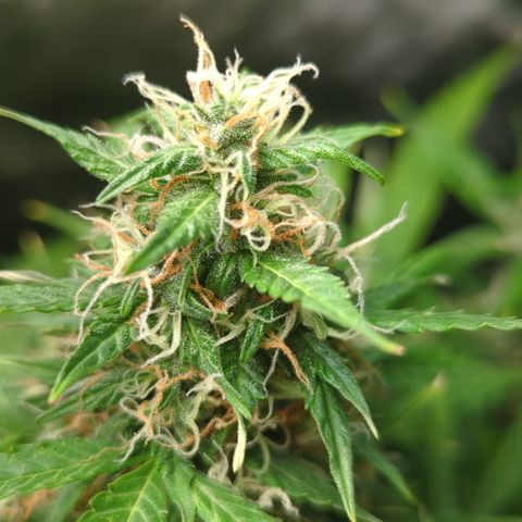 Cookies Gelato Automatic growlog timeline photo