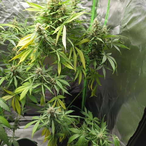 Cookies Gelato Automatic growlog timeline photo