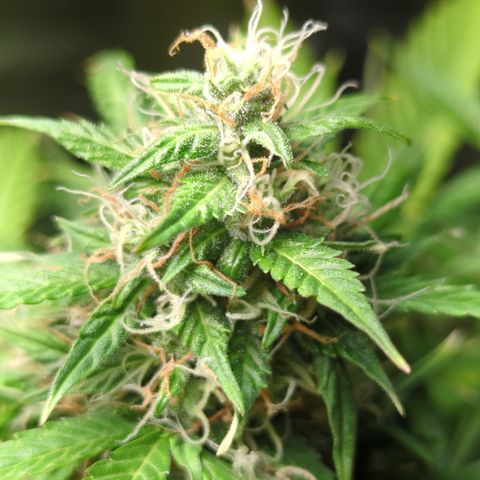 Cookies Gelato Automatic growlog timeline photo