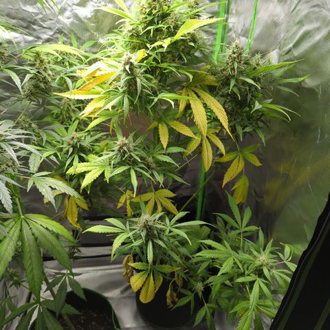 Cookies Gelato Automatic growlog timeline photo