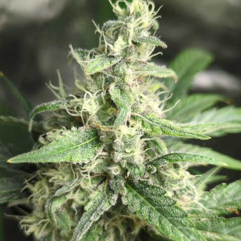 HulkBerry Automatic growlog timeline photo