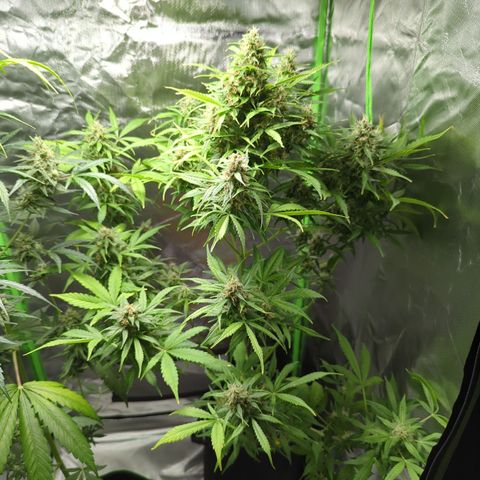 Cookies Gelato Automatic growlog timeline photo