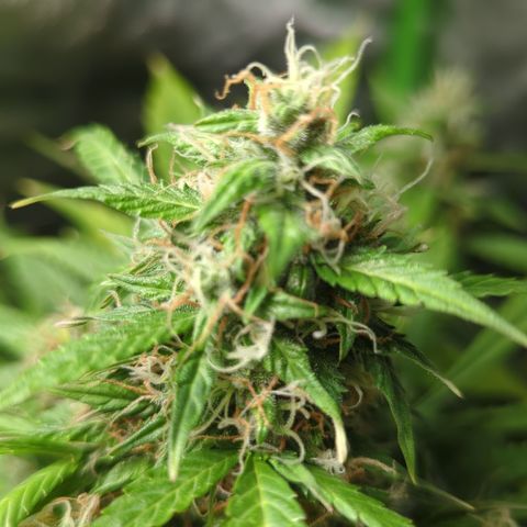 Cookies Gelato Automatic growlog timeline photo