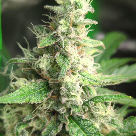 HulkBerry Automatic growlog timeline photo