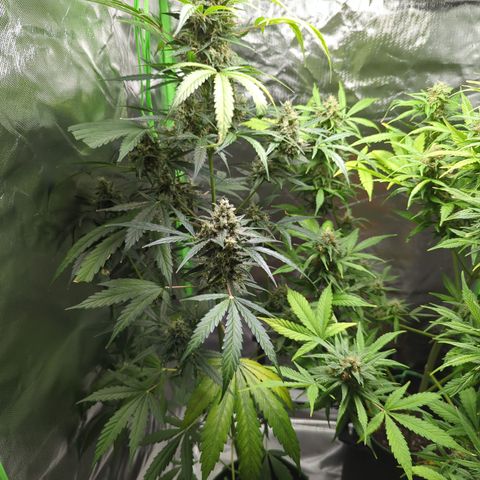HulkBerry Automatic growlog timeline photo