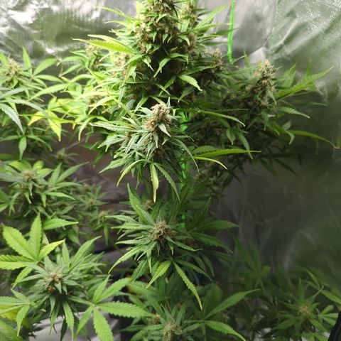 Cookies Gelato Automatic growlog timeline photo