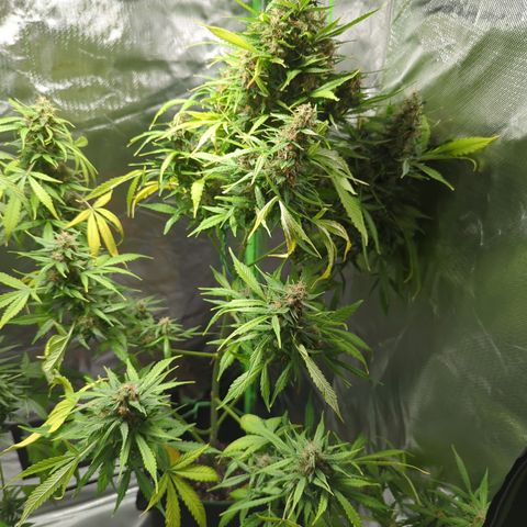 Cookies Gelato Automatic growlog timeline photo