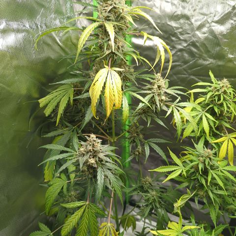 HulkBerry Automatic growlog timeline photo