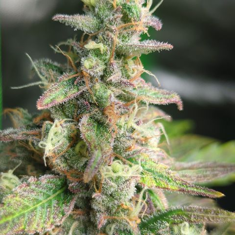 HulkBerry Automatic growlog timeline photo