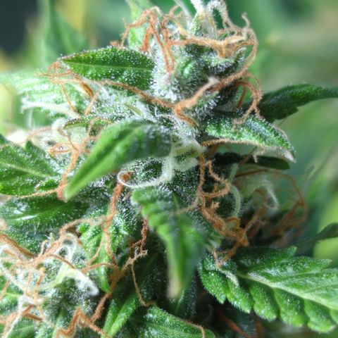 Cookies Gelato Automatic growlog timeline photo