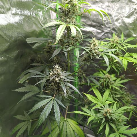 HulkBerry Automatic growlog timeline photo