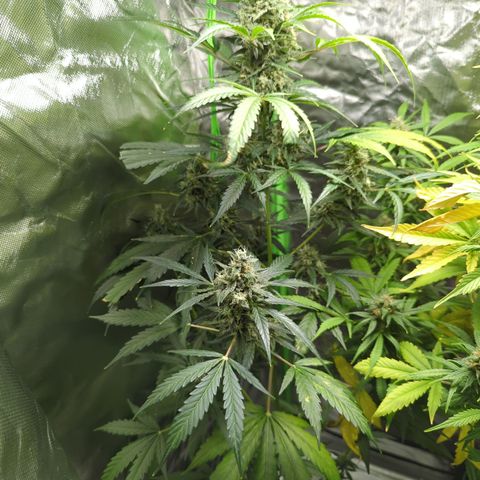 HulkBerry Automatic growlog timeline photo