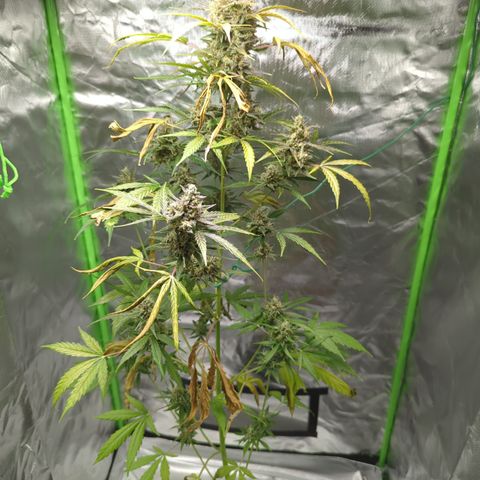 HulkBerry Automatic growlog timeline photo