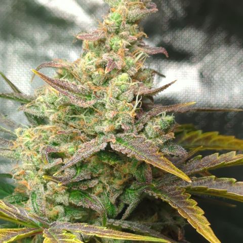 HulkBerry Automatic growlog timeline photo
