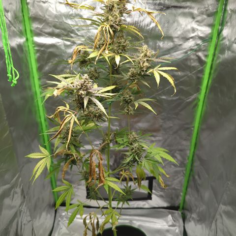 HulkBerry Automatic growlog timeline photo