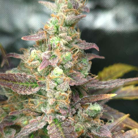 HulkBerry Automatic growlog timeline photo