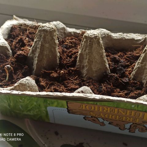Purple Cookie Kush growlog photo