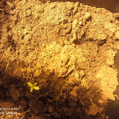 Purple Cookie Kush growlog photo