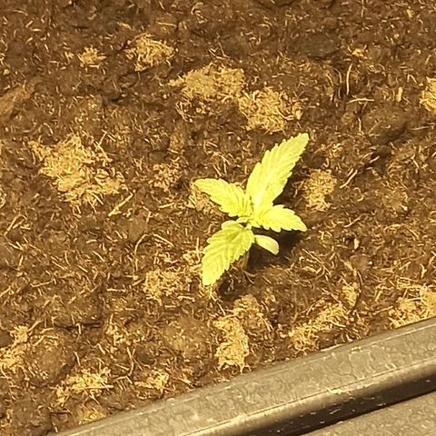 Purple Cookie Kush growlog timeline photo