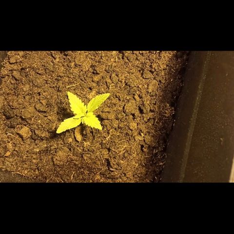 Purple Cookie Kush growlog timeline photo