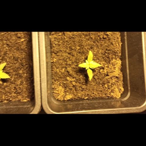 Purple Cookie Kush growlog timeline photo