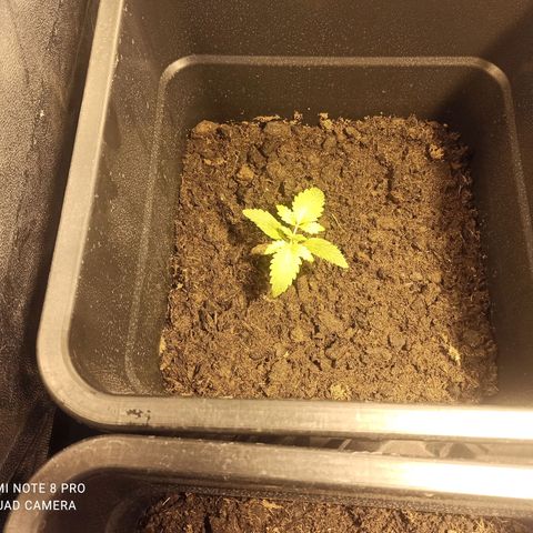 Purple Cookie Kush growlog timeline photo
