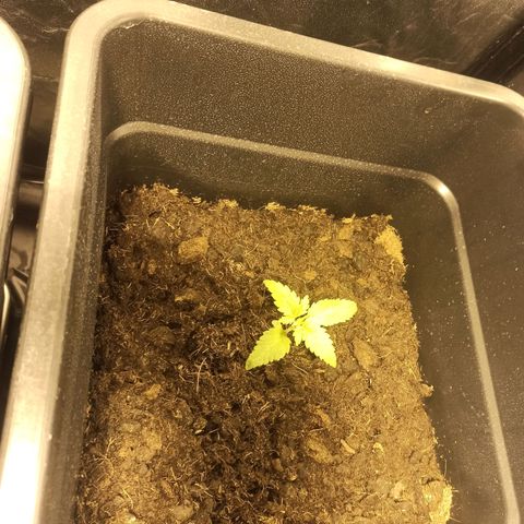 Purple Cookie Kush growlog timeline photo