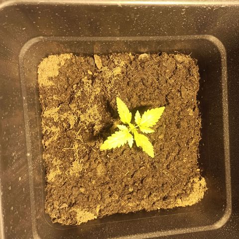 Purple Cookie Kush growlog timeline photo