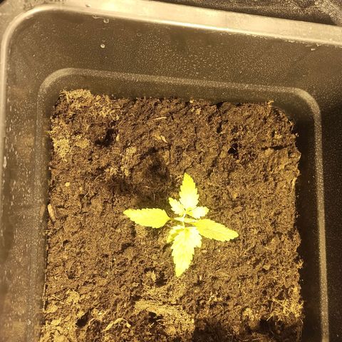 Purple Cookie Kush growlog timeline photo