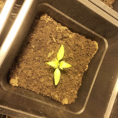 Purple Cookie Kush growlog timeline photo