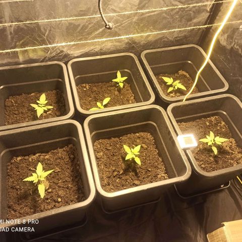 Purple Cookie Kush growlog timeline photo