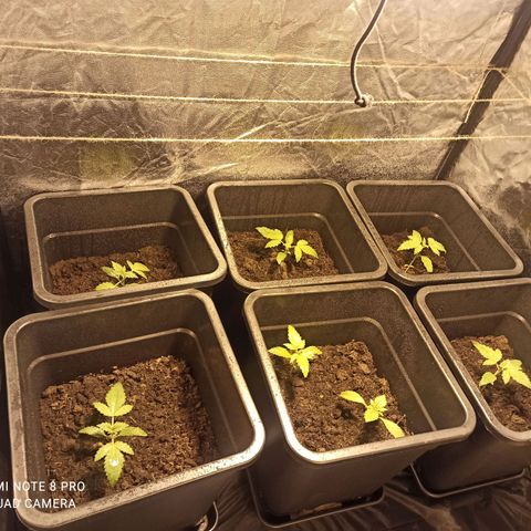 Purple Cookie Kush growlog timeline photo