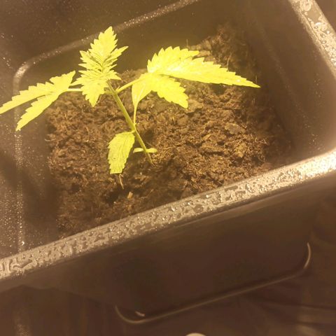Purple Cookie Kush growlog timeline photo