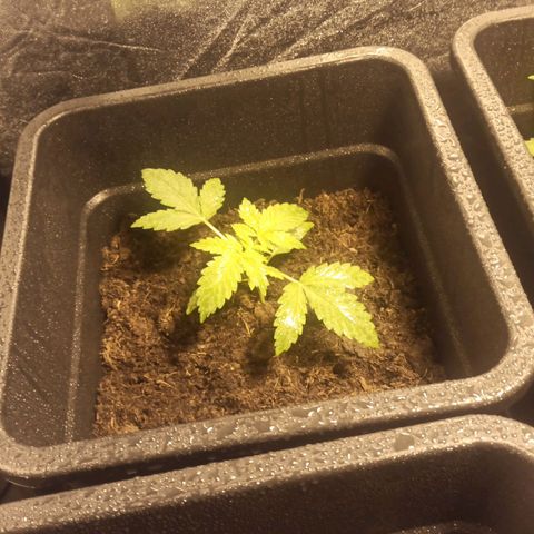 Purple Cookie Kush growlog timeline photo